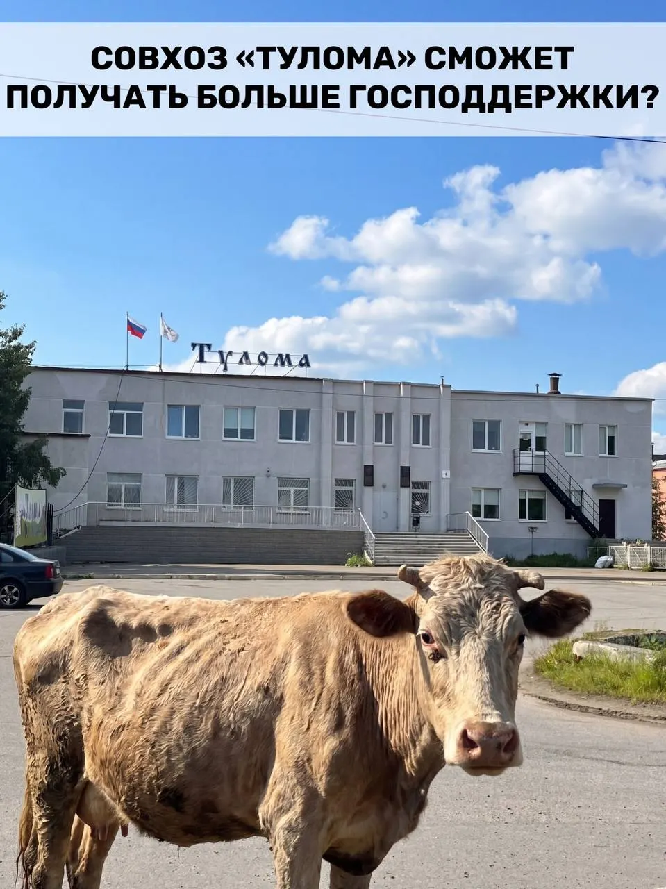 Минсельхоз расширил право на субсидии для молочных хозяйств с долей гос или муниципальной собственности свыше 25%. Для Мурманской области это важно, но в совхозе «Тулома» сохраняется критическая ситуация — нехватка кормов, долги и задержки выплат.