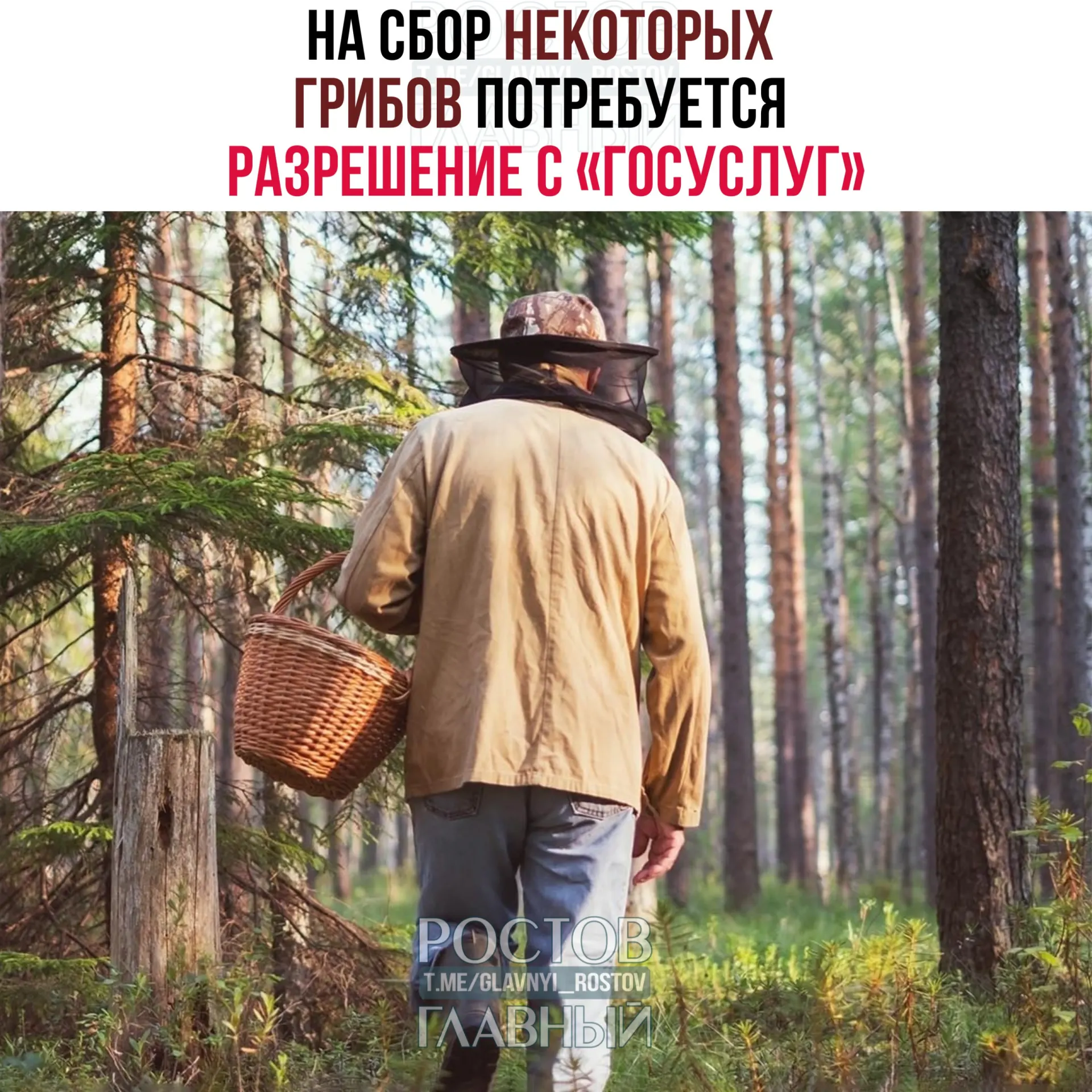 С 1 сентября 2027 года разрешение на сбор ряда грибов нужно будет оформлять через портал «Госуслуги». Заявки будут рассматриваться до 15 дней; сбор краснокнижных видов без разрешения повлечёт уголовную ответственность.