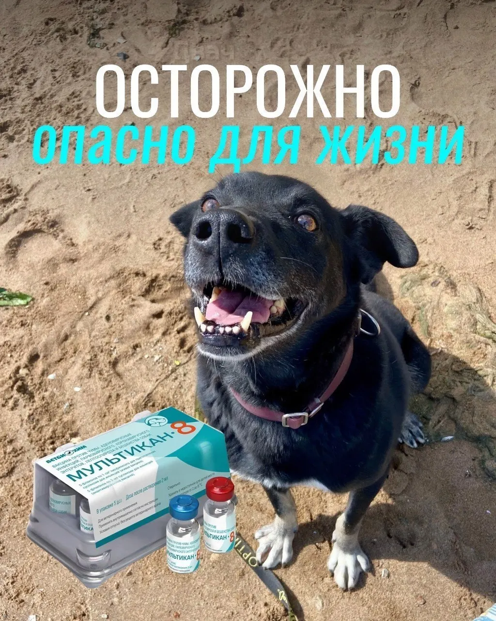 Сообщается о тяжёлых реакциях у собак после вакцинации и гибели некоторых животных; партия вакцины была изъята и направлена на экспертизу.
