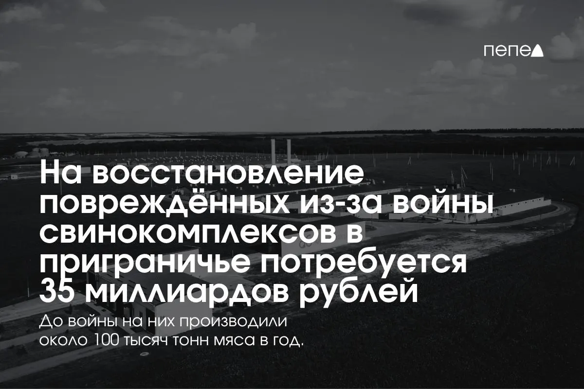 Затраты на возрождение свиноводческих предприятий в Белгородской, Курской и Брянской областях оцениваются в 35 млрд рублей.